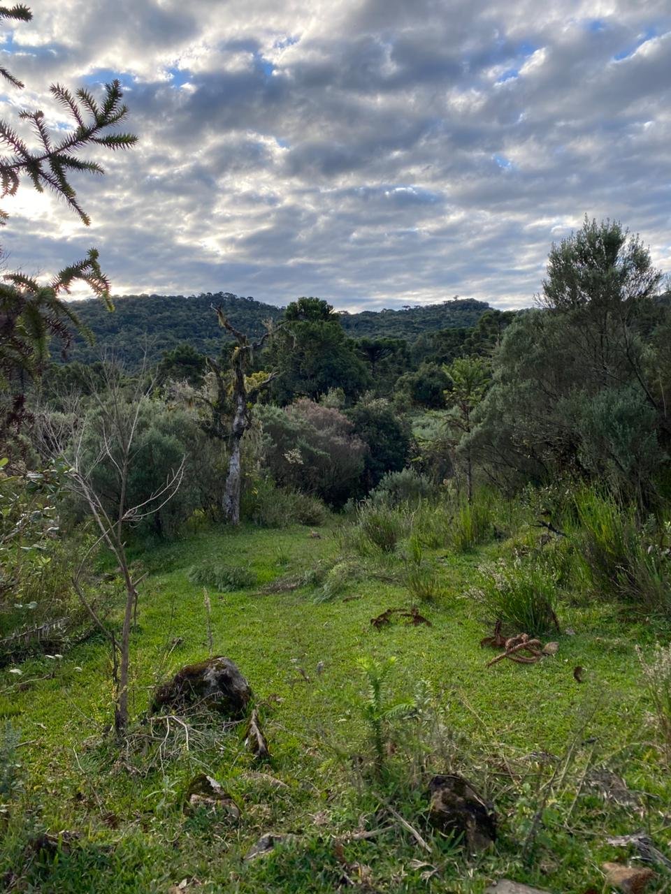 AREA DE 86 HECTARES - RIO RUFINO - SC - SANTA CATARINA - TERRENO (1)