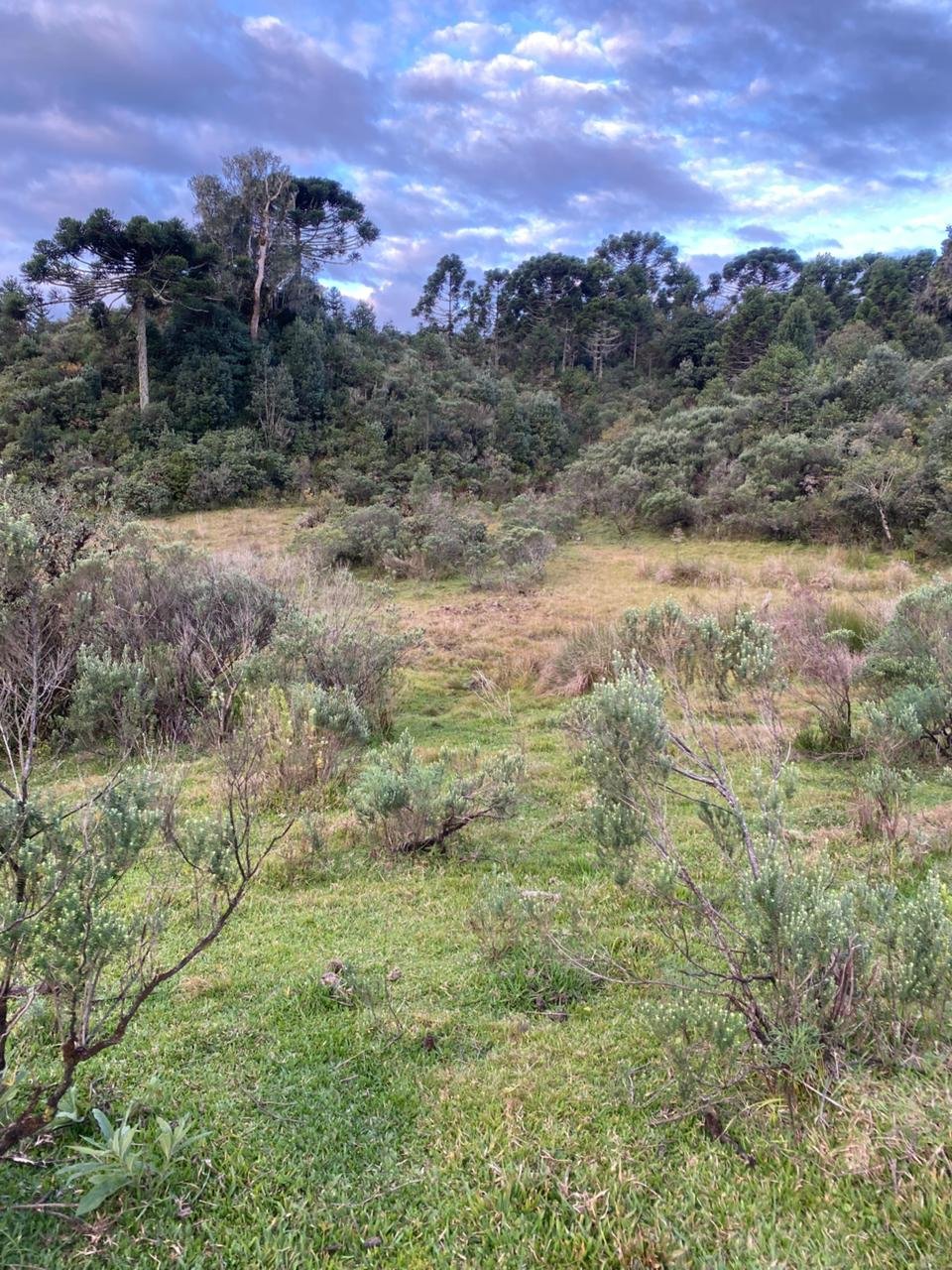 AREA DE 86 HECTARES - RIO RUFINO - SC - SANTA CATARINA - TERRENO (14)