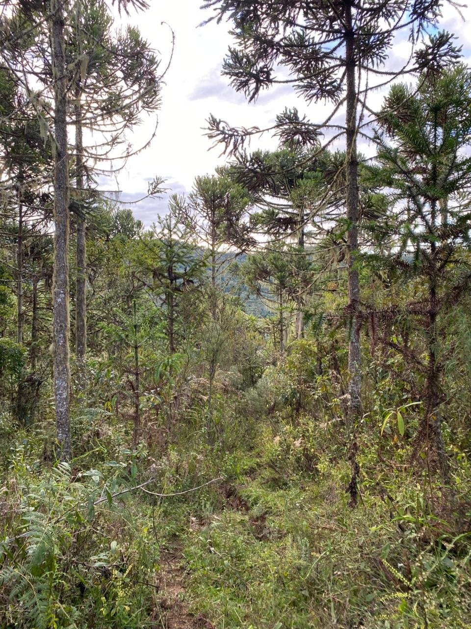 AREA DE 86 HECTARES - RIO RUFINO - SC - SANTA CATARINA - TERRENO (15)