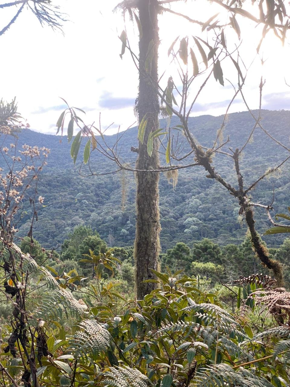 AREA DE 86 HECTARES - RIO RUFINO - SC - SANTA CATARINA - TERRENO (16)