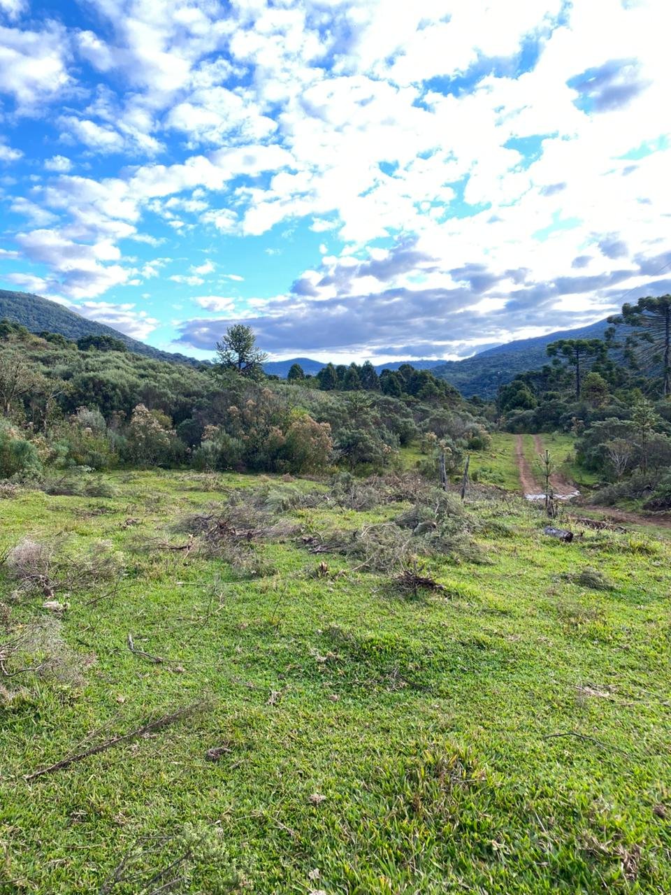 AREA DE 86 HECTARES - RIO RUFINO - SC - SANTA CATARINA - TERRENO (18)
