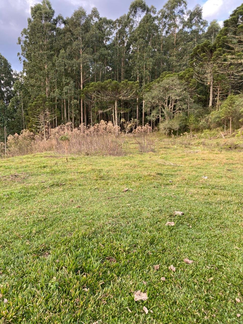 AREA DE 86 HECTARES - RIO RUFINO - SC - SANTA CATARINA - TERRENO (19)