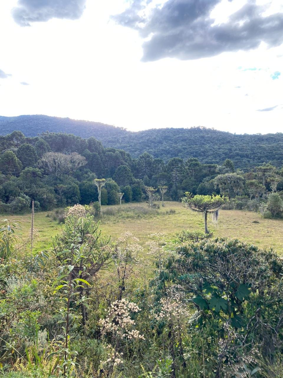 AREA DE 86 HECTARES - RIO RUFINO - SC - SANTA CATARINA - TERRENO (20)