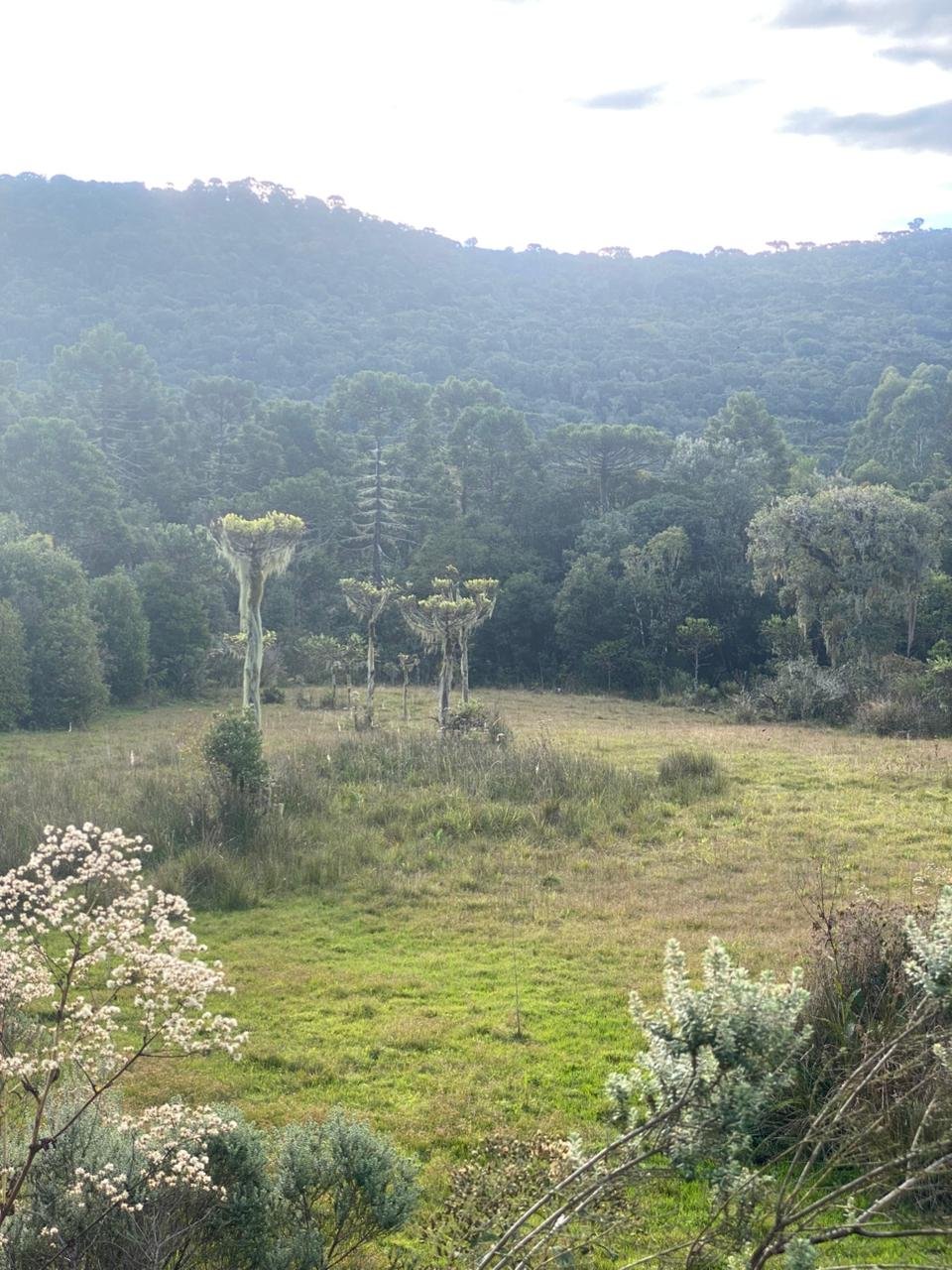 AREA DE 86 HECTARES - RIO RUFINO - SC - SANTA CATARINA - TERRENO (21)