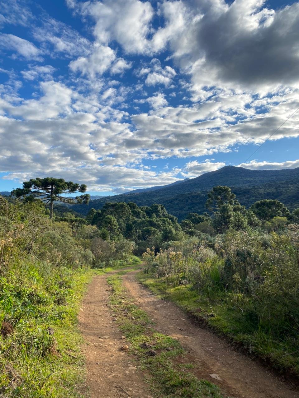 AREA DE 86 HECTARES - RIO RUFINO - SC - SANTA CATARINA - TERRENO (22)