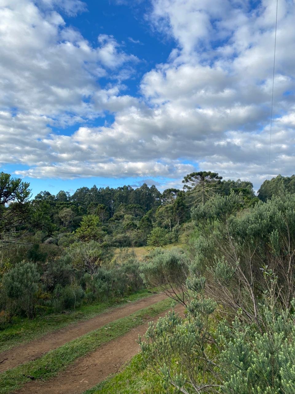 AREA DE 86 HECTARES - RIO RUFINO - SC - SANTA CATARINA - TERRENO (24)