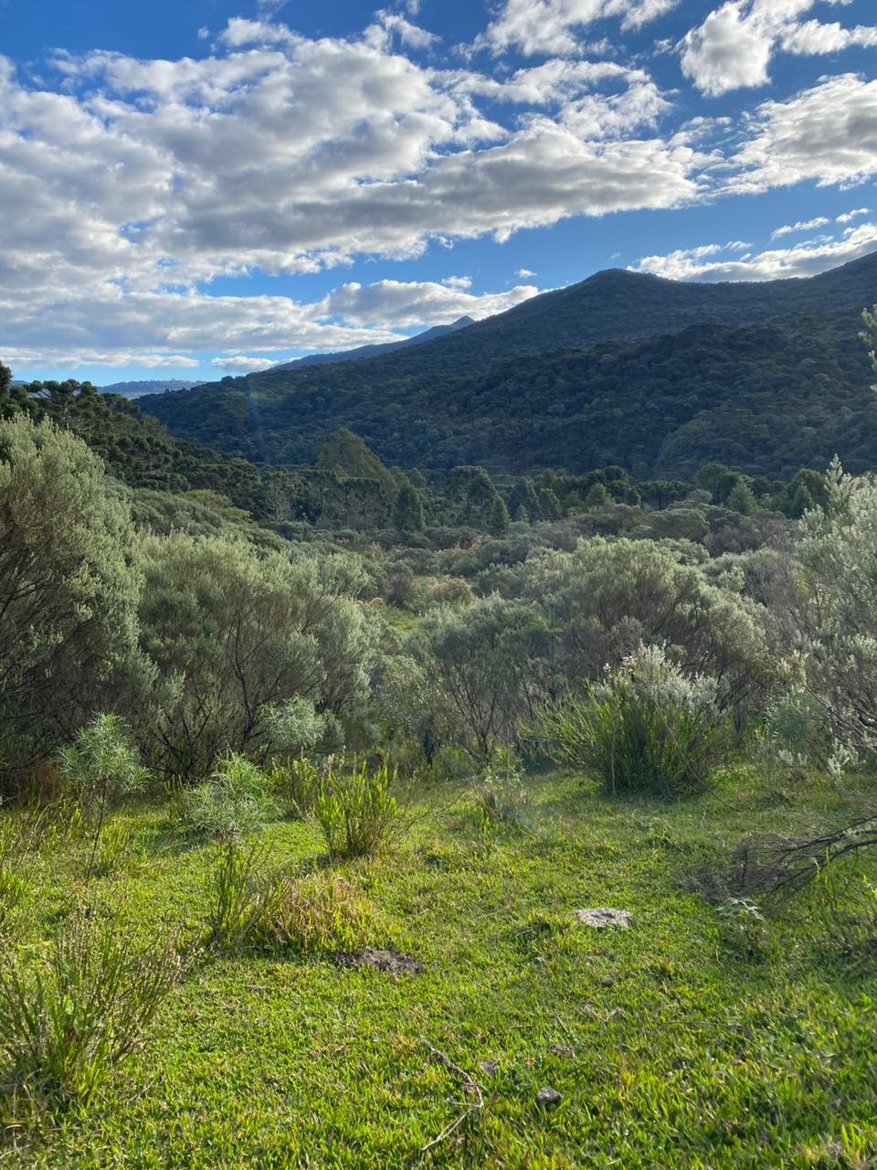 AREA DE 86 HECTARES - RIO RUFINO - SC - SANTA CATARINA - TERRENO (25)