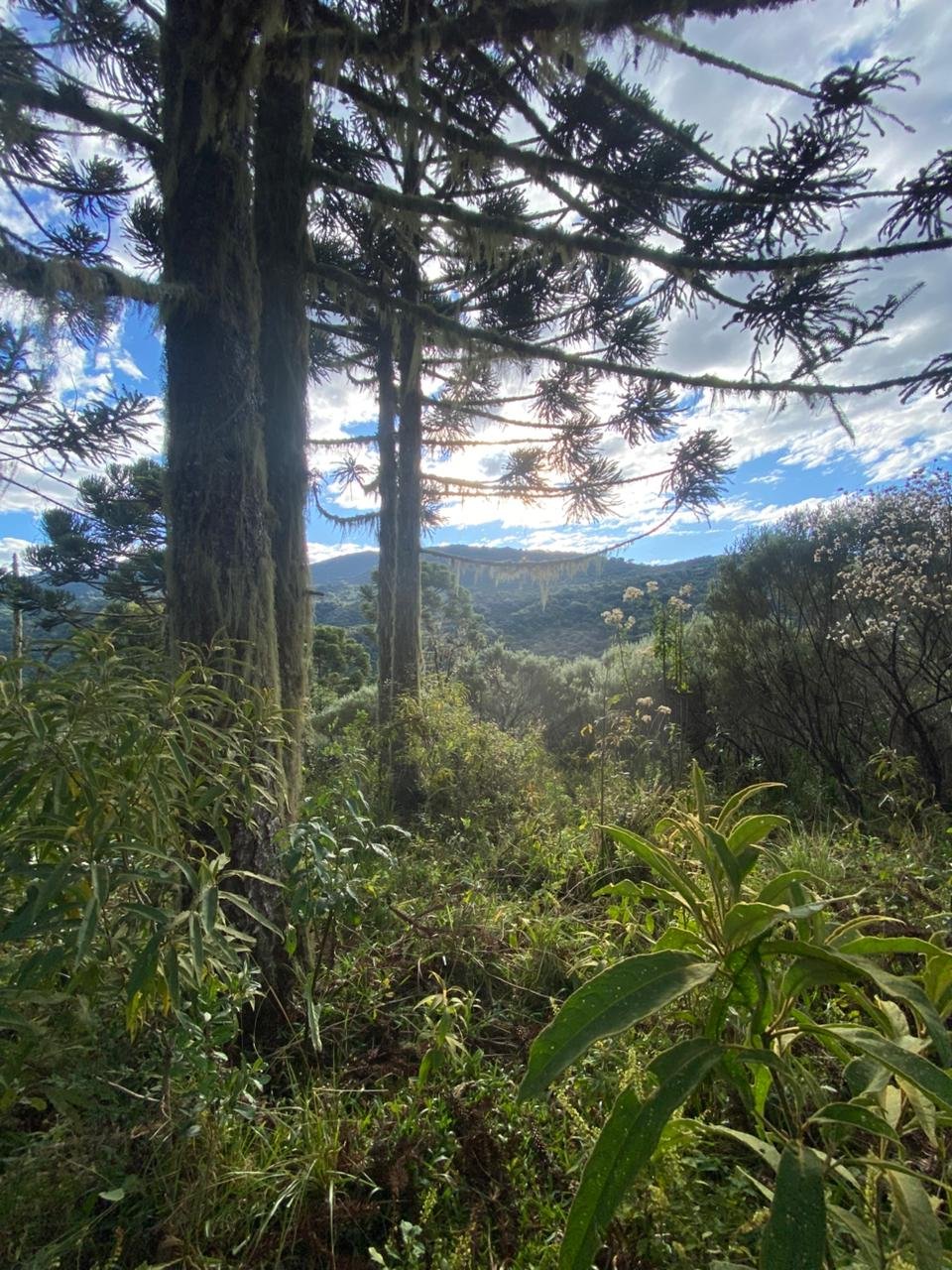 AREA DE 86 HECTARES - RIO RUFINO - SC - SANTA CATARINA - TERRENO (27)
