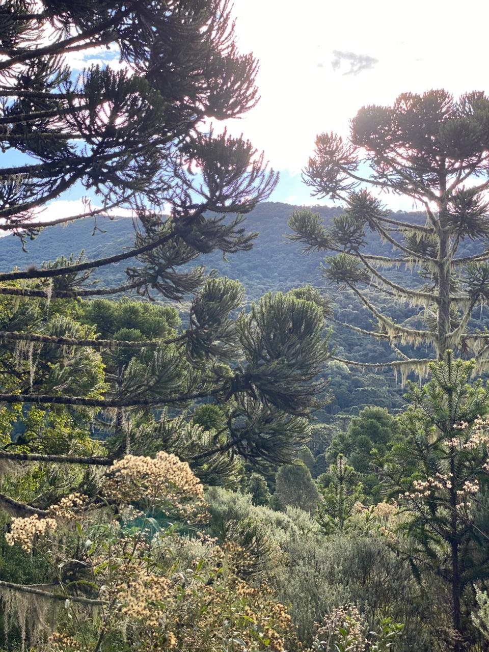 AREA DE 86 HECTARES - RIO RUFINO - SC - SANTA CATARINA - TERRENO (28)
