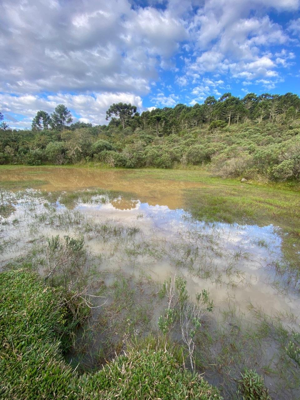 AREA DE 86 HECTARES - RIO RUFINO - SC - SANTA CATARINA - TERRENO (29)