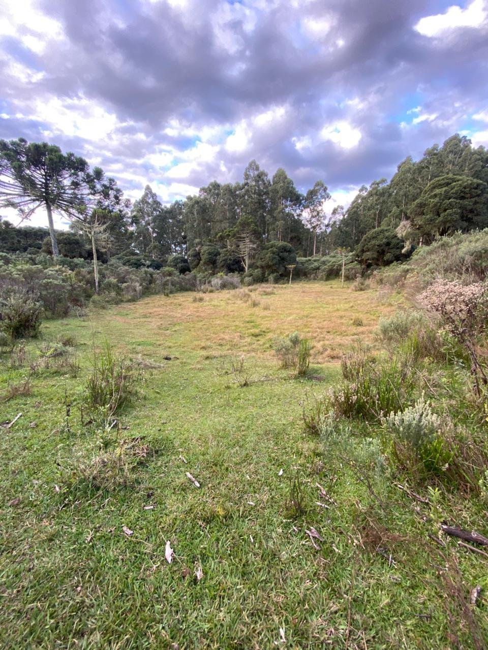 AREA DE 86 HECTARES - RIO RUFINO - SC - SANTA CATARINA - TERRENO (3)