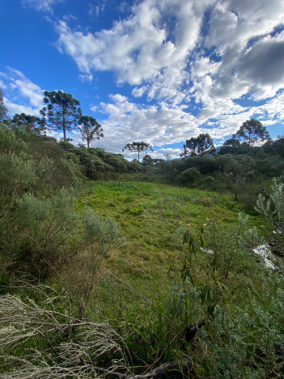 AREA DE 86 HECTARES - RIO RUFINO - SC - SANTA CATARINA - TERRENO (30)
