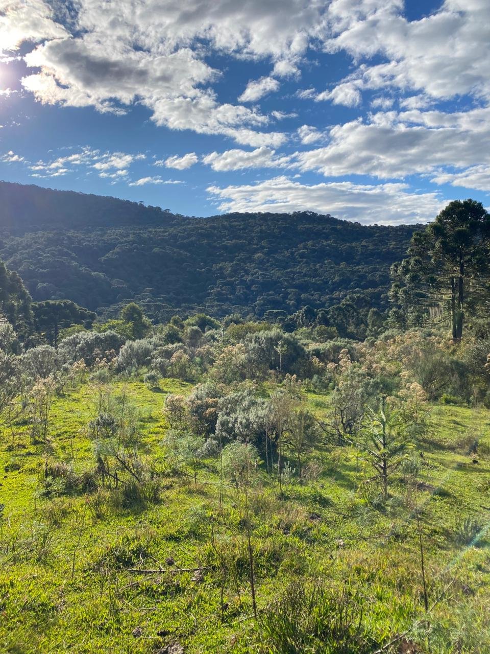 AREA DE 86 HECTARES - RIO RUFINO - SC - SANTA CATARINA - TERRENO (31)