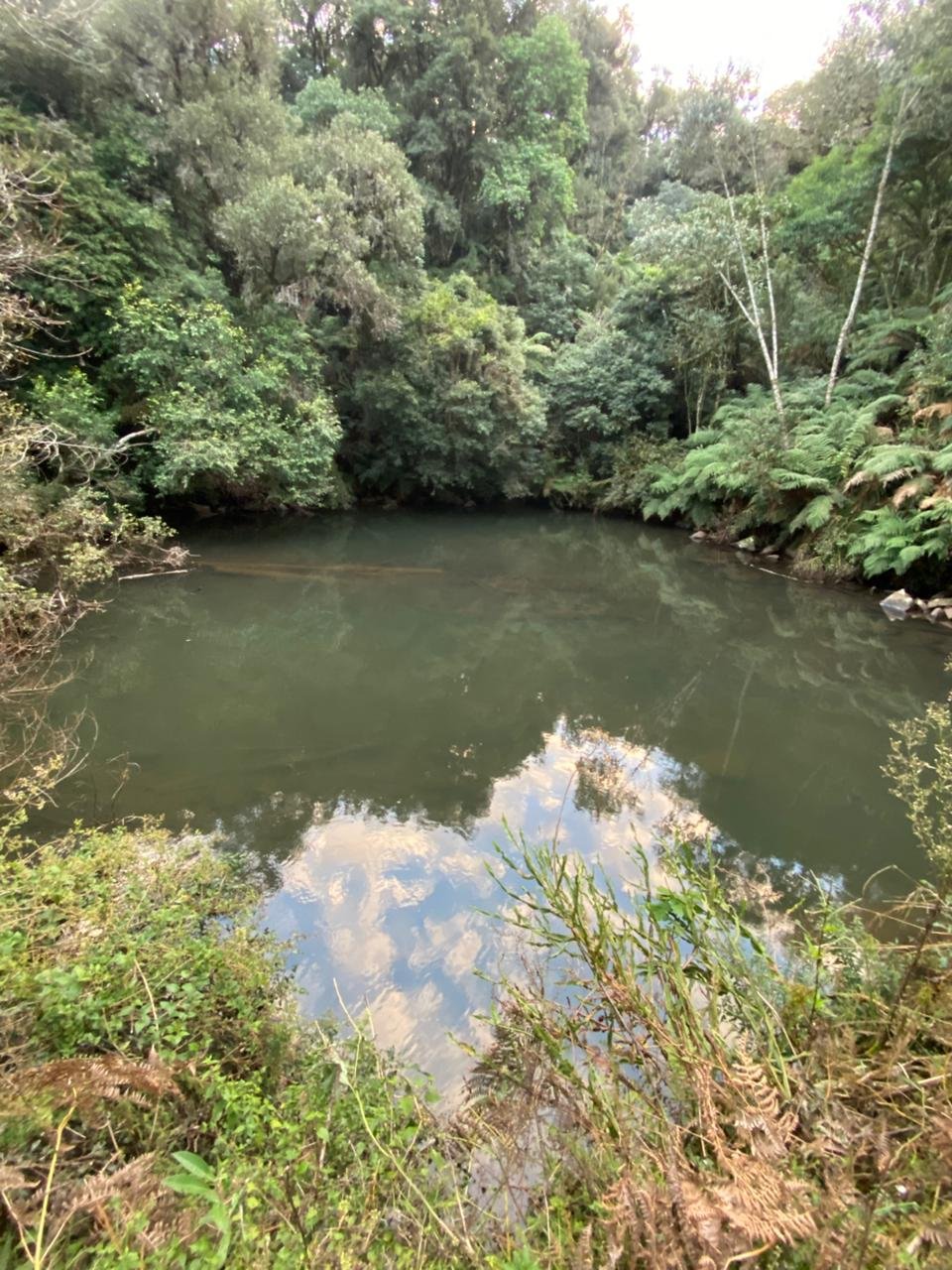 AREA DE 86 HECTARES - RIO RUFINO - SC - SANTA CATARINA - TERRENO (5)