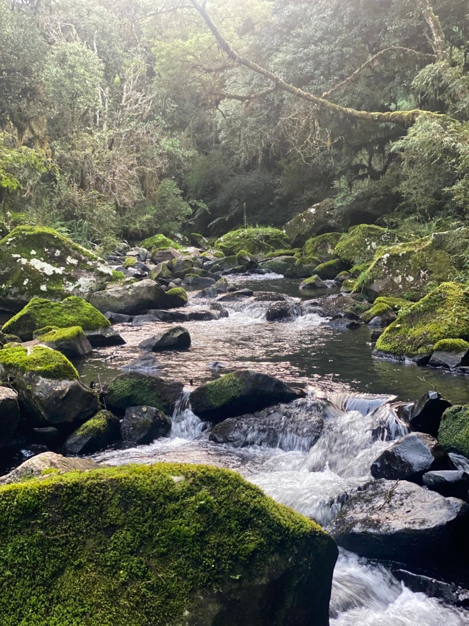 AREA DE 86 HECTARES - RIO RUFINO - SC - SANTA CATARINA - TERRENO (6)