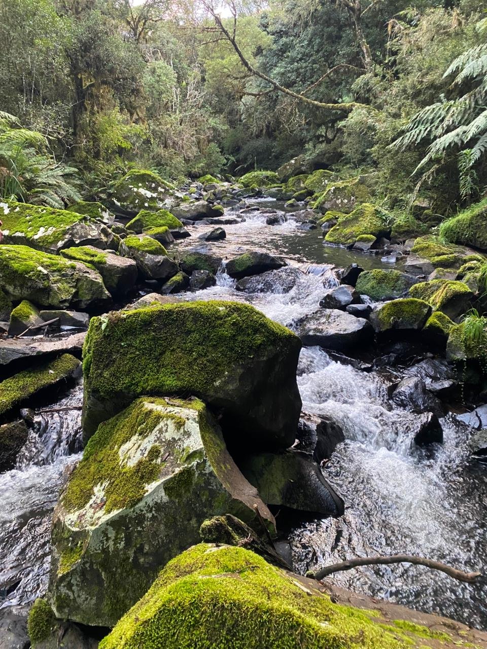 AREA DE 86 HECTARES - RIO RUFINO - SC - SANTA CATARINA - TERRENO (7)