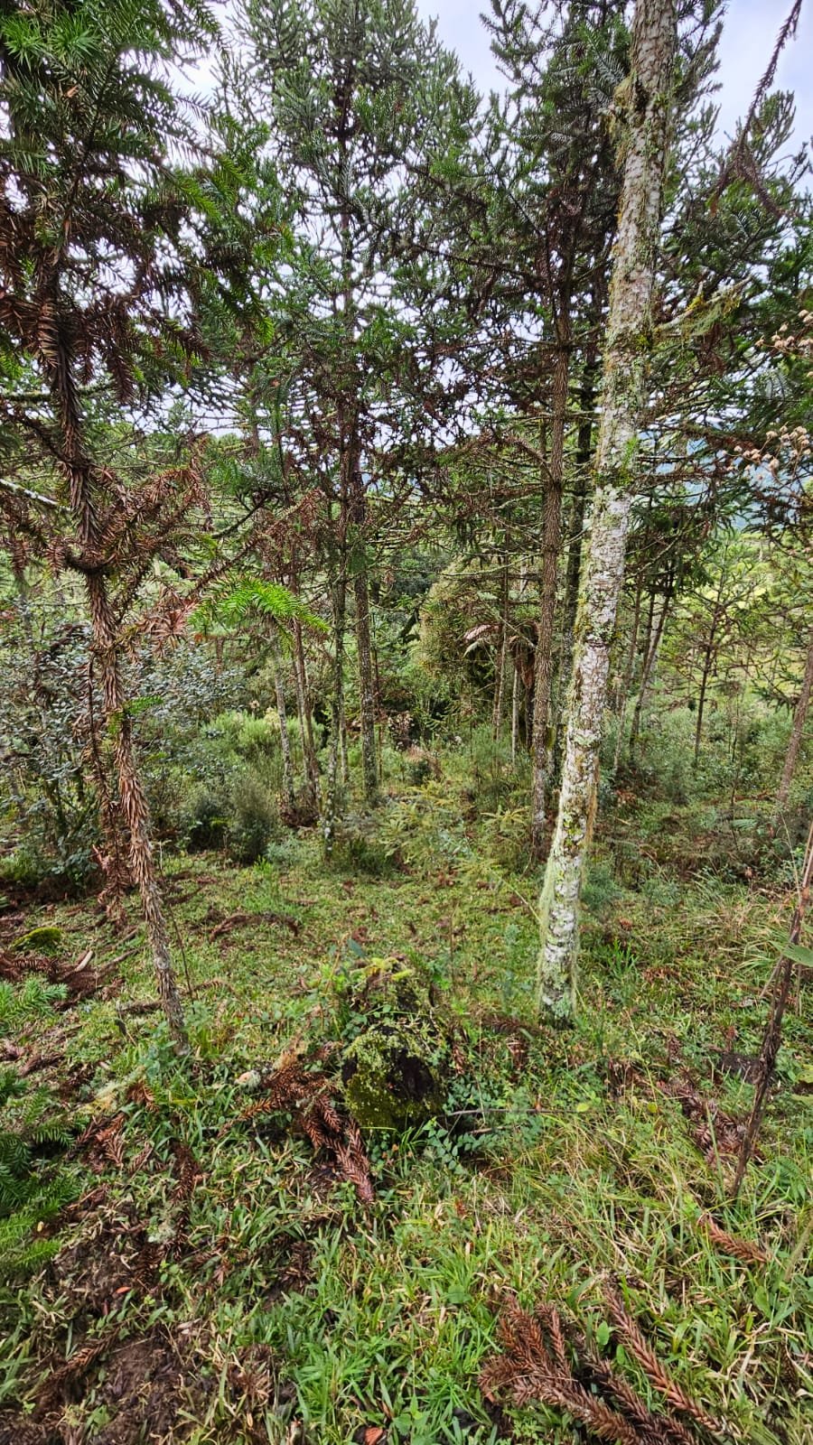 CHACARA EM BOM SUCESSO - BOM SUCESSO SANTA CATARINA - VENDA DE CHACARA - CORRETOR DE IMOVEIS (1)