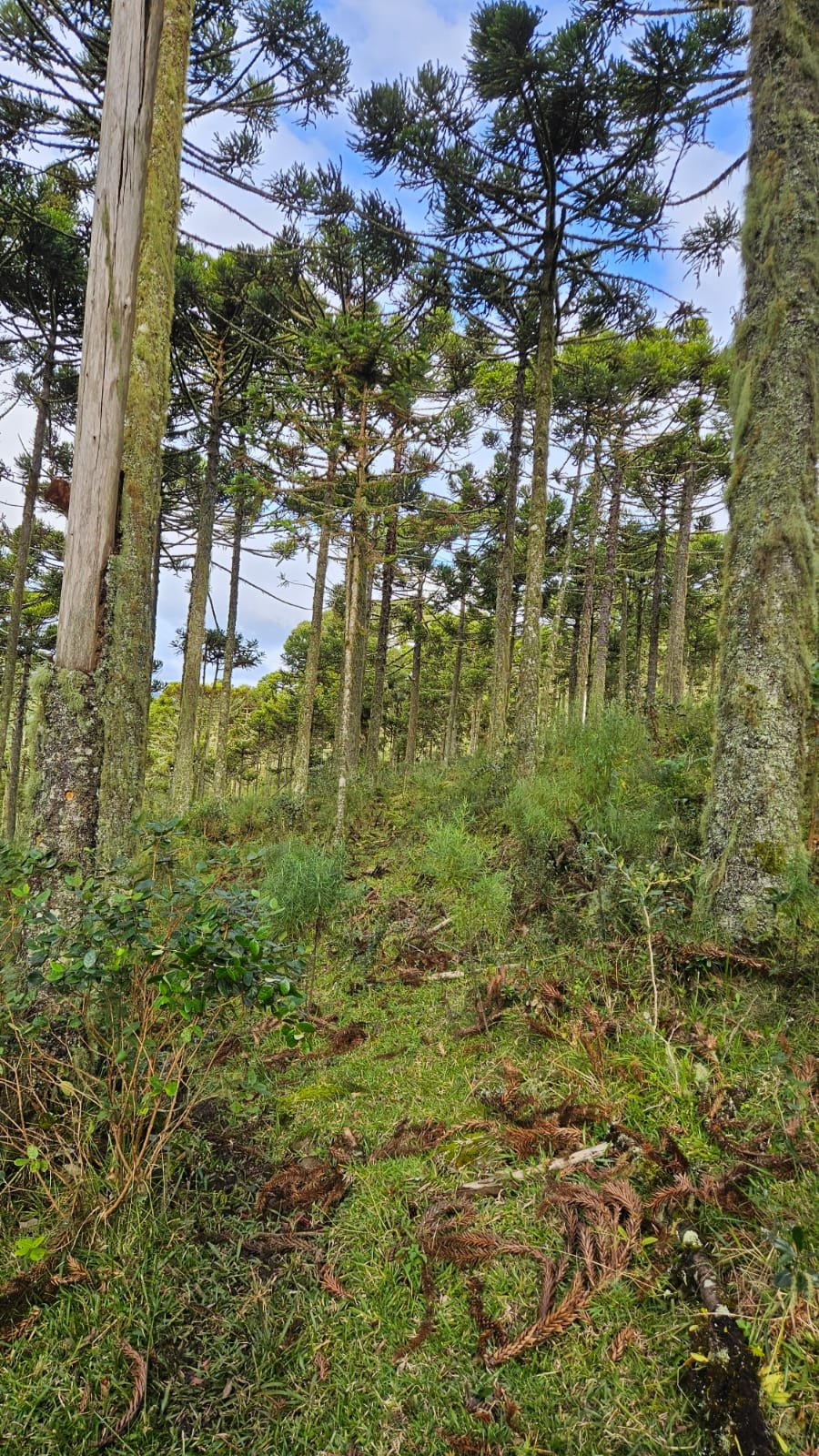 CHACARA EM BOM SUCESSO - BOM SUCESSO SANTA CATARINA - VENDA DE CHACARA - CORRETOR DE IMOVEIS (12)
