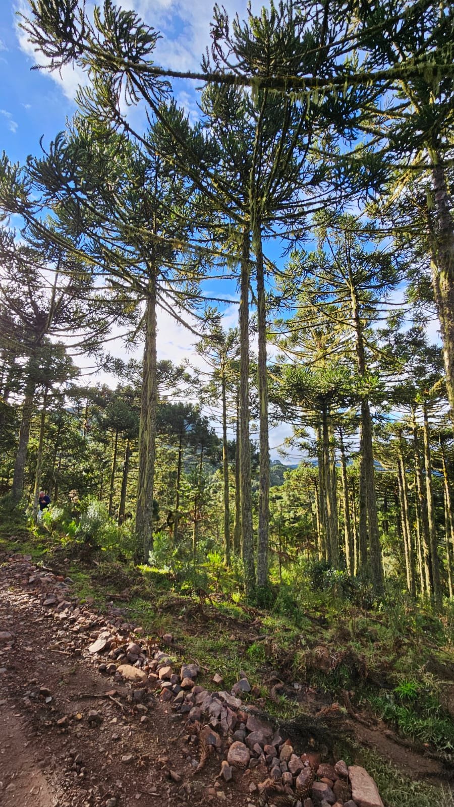 CHACARA EM BOM SUCESSO - BOM SUCESSO SANTA CATARINA - VENDA DE CHACARA - CORRETOR DE IMOVEIS (16)