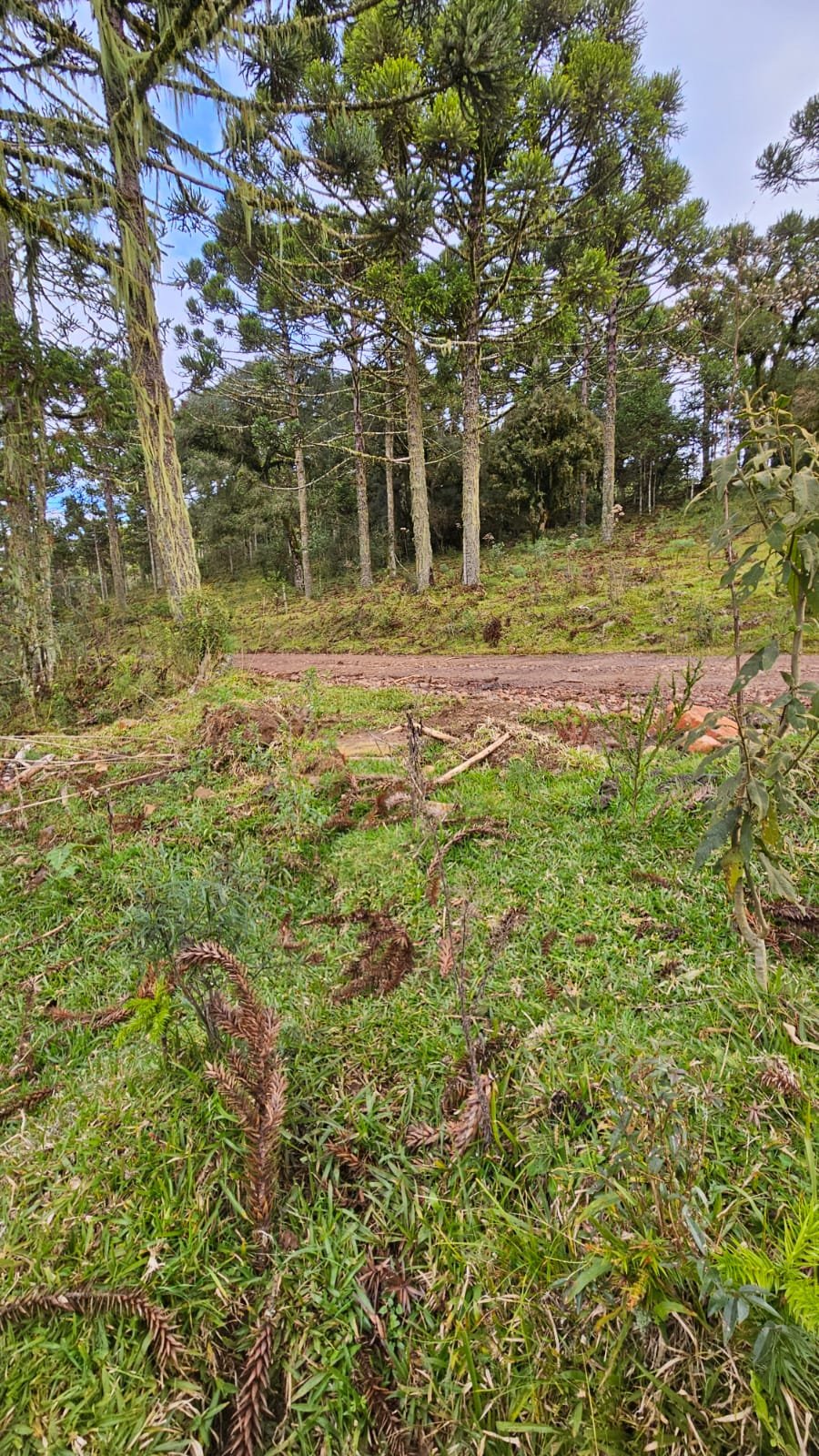 CHACARA EM BOM SUCESSO - BOM SUCESSO SANTA CATARINA - VENDA DE CHACARA - CORRETOR DE IMOVEIS (2)