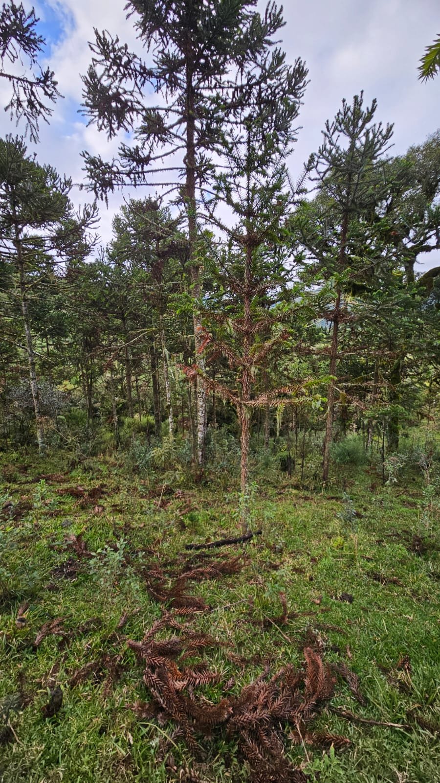 CHACARA EM BOM SUCESSO - BOM SUCESSO SANTA CATARINA - VENDA DE CHACARA - CORRETOR DE IMOVEIS (5)