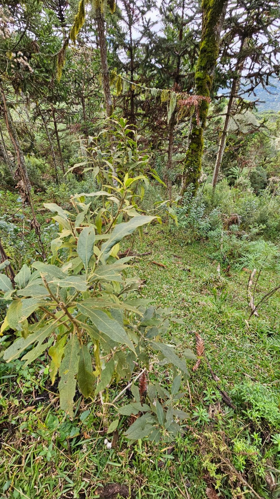 CHACARA EM BOM SUCESSO - BOM SUCESSO SANTA CATARINA - VENDA DE CHACARA - CORRETOR DE IMOVEIS (6)