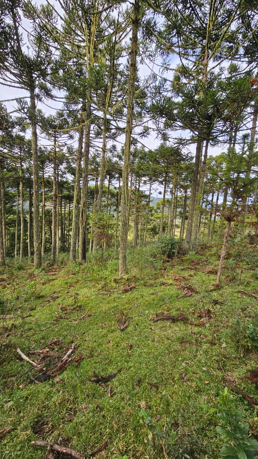 CHACARA EM BOM SUCESSO - BOM SUCESSO SANTA CATARINA - VENDA DE CHACARA - CORRETOR DE IMOVEIS (9)