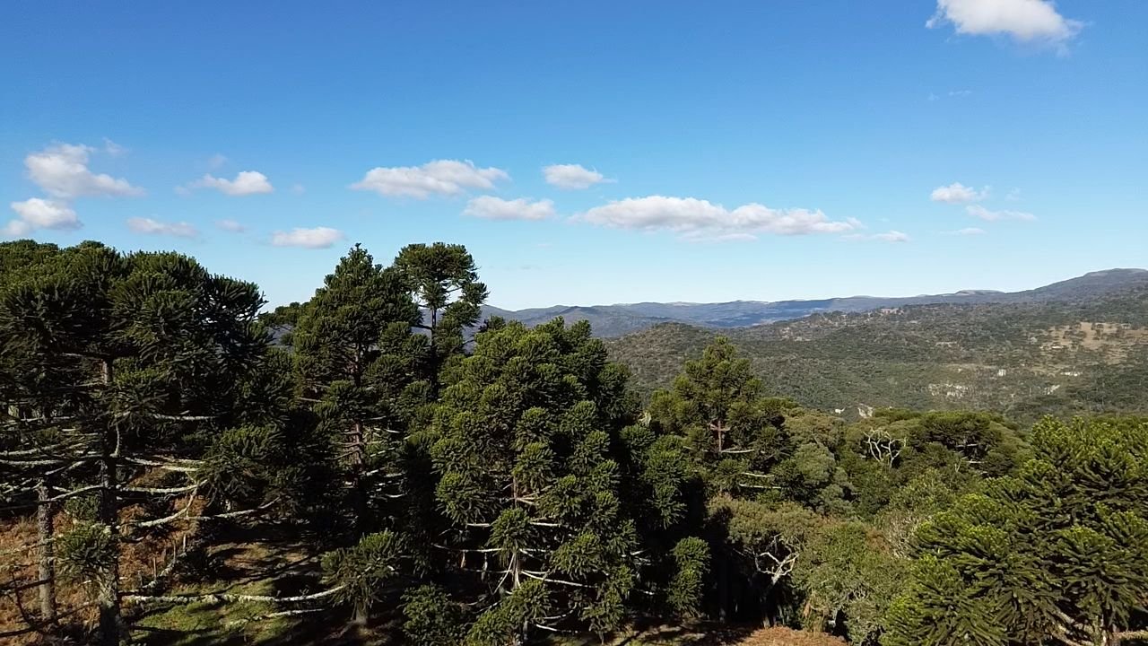 CHACARA EM URUBICI - VENDA DE CHACARA -URUBICI SANTA CATARINA - VENDE CHACARA (4)
