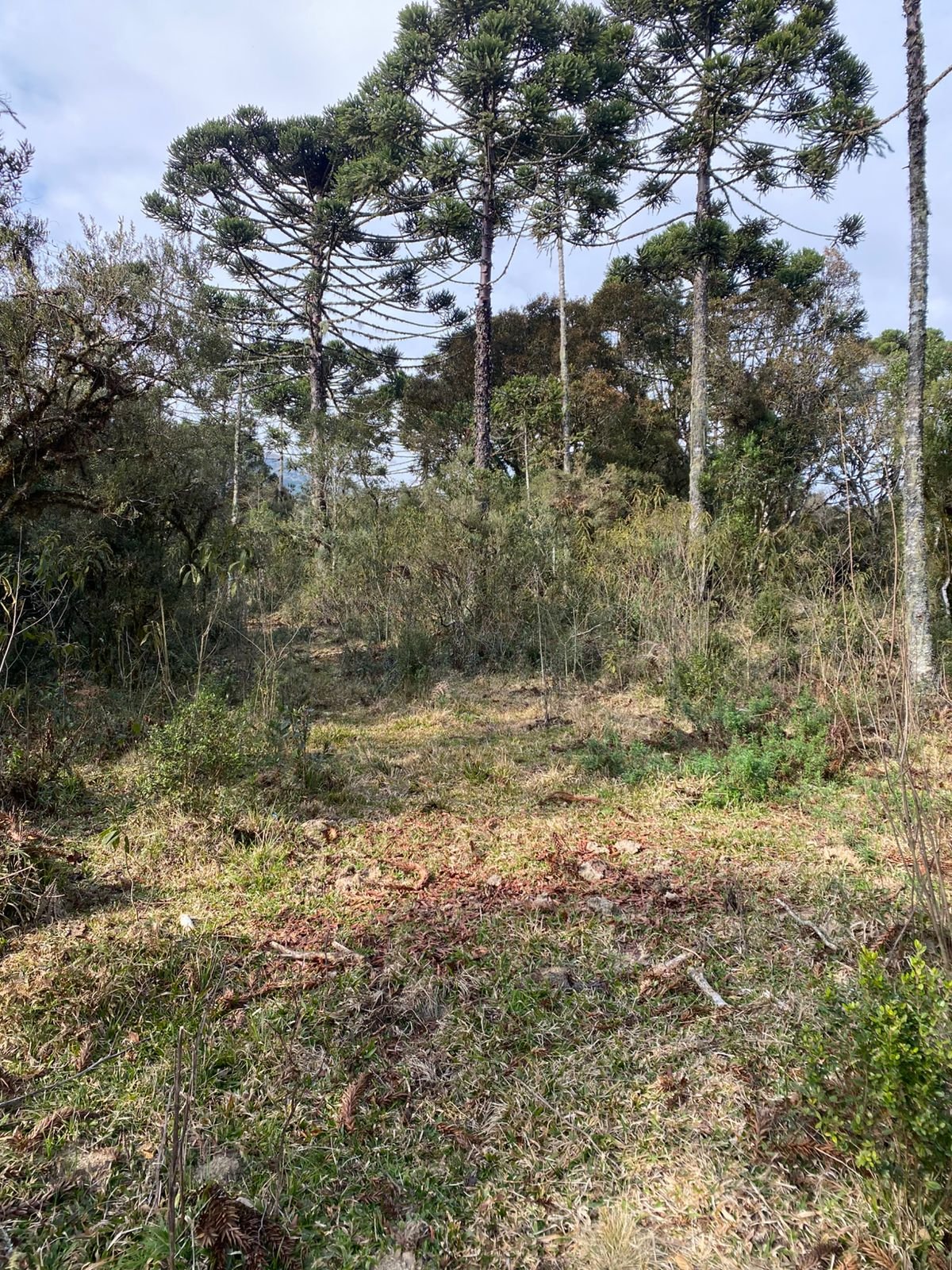 URUBICI SC- CORRETOR DE IMOVEIS- SERRA CATARINENSE - SC (19)