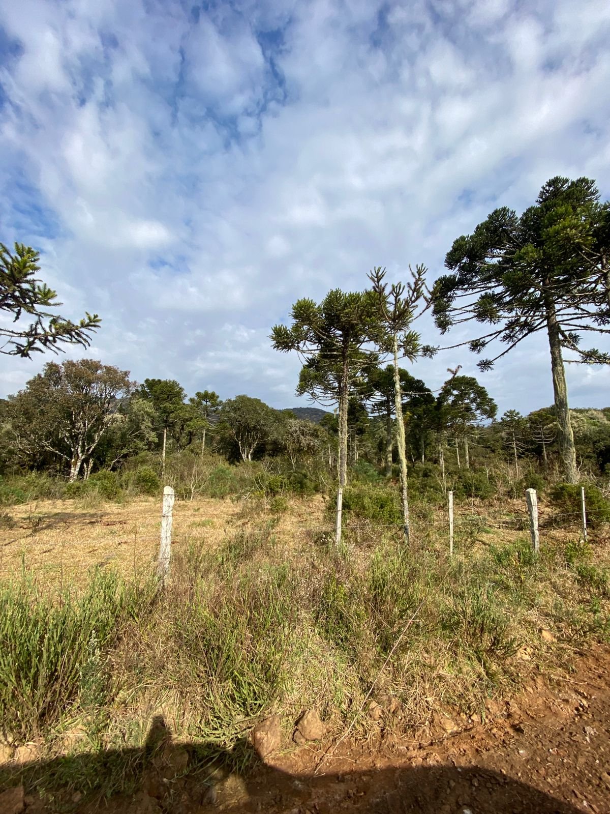 URUBICI SC- CORRETOR DE IMOVEIS- SERRA CATARINENSE - SC (24)